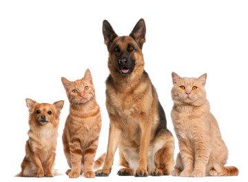 Using Derma Gel for Animal Injuries