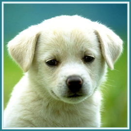 Help Pets and Animals Heal Faster